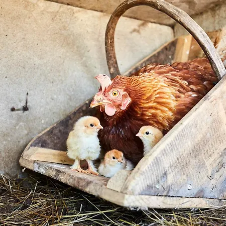 Paradis La Grand'metairie