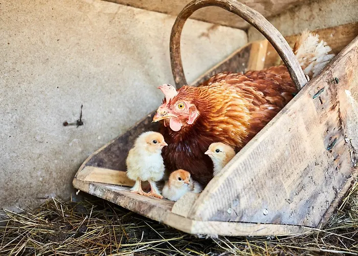 Paradis La Grand'metairie